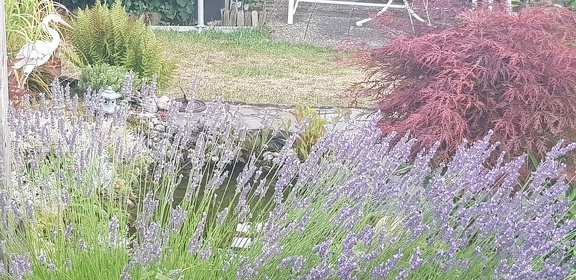 Lavendel und Reiher am Teich